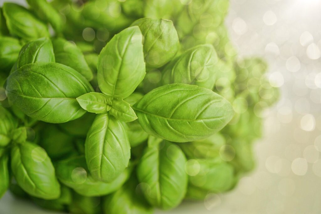 basil, green, herb